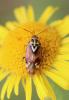 Lygus sp.